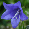 Campanula persicifolia - Abriachan nurseries